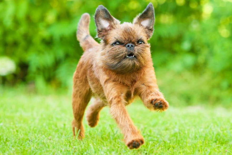 Brussels Griffon Grooming and Feeding Brussels Griffon Grooming and Feeding