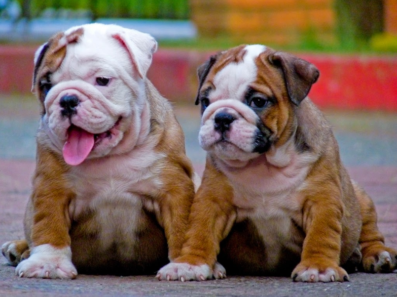 Bulldog Care and Feeding Bulldog Care and Feeding