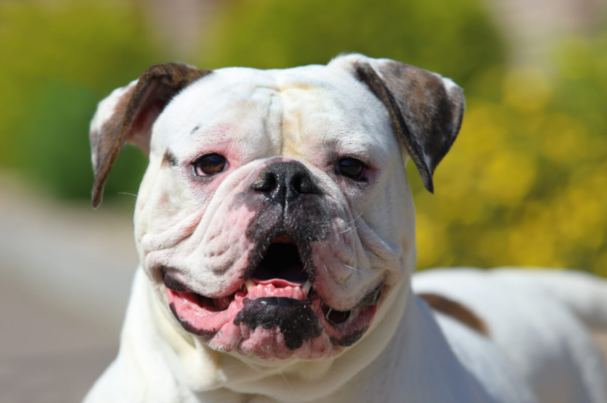 Bulldog Health and Grooming Bulldog Health and Grooming