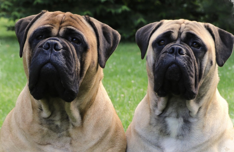 Bullmastiff Care and Grooming Bullmastiff Care and Grooming