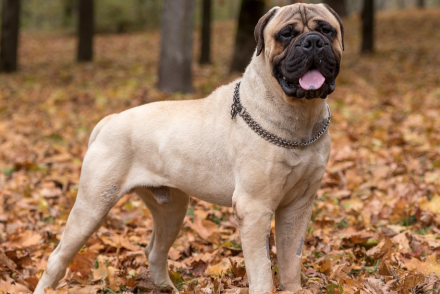 Bullmastiff Health and Feeding Bullmastiff Health and Feeding