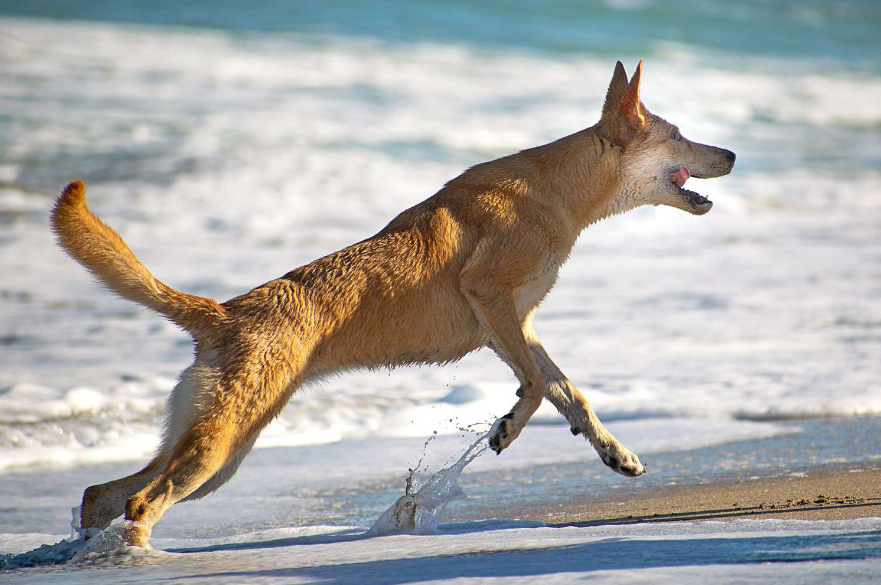 Carolina Dog Health and Grooming Carolina Dog Health and Grooming