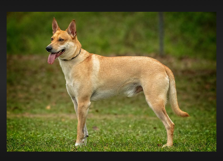 Carolina Dog Care and Feeding Carolina Dog Care and Feeding