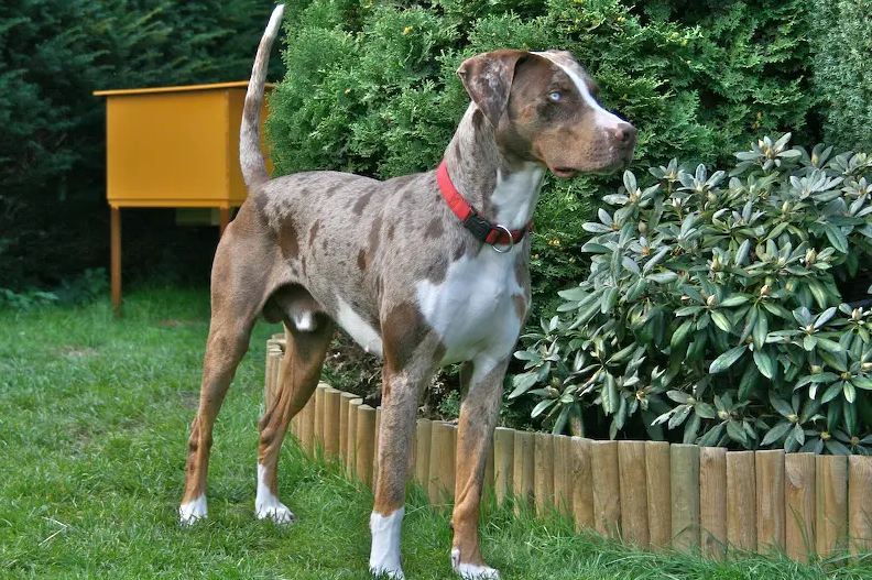 Catahoula Leopard Dog Care and Grooming Catahoula Leopard Dog Care and Grooming