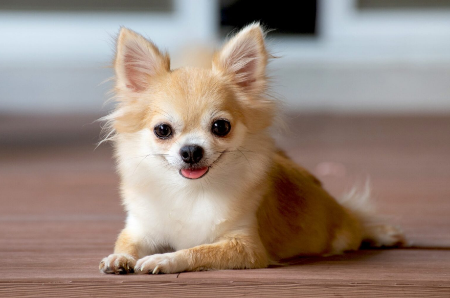 Chihuahua Dog Health and Grooming Chihuahua Dog Health and Grooming