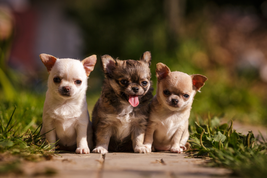 Chihuahua Dog Care and Feeding Chihuahua Dog Care and Feeding