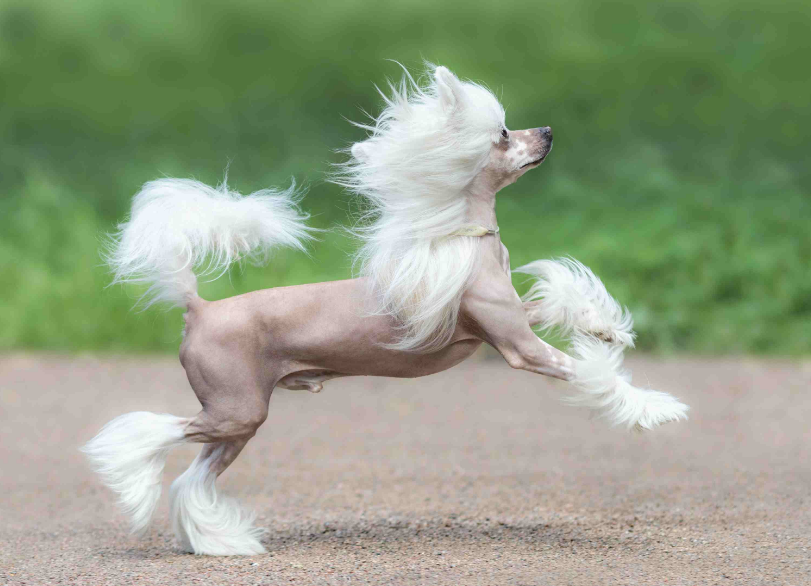 Chinese Crested Care and Feeding Chinese Crested Care and Feeding