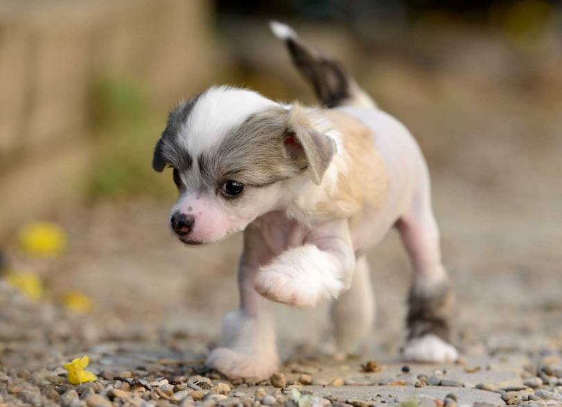 Chinese Crested Health and Grooming Chinese Crested Health and Grooming