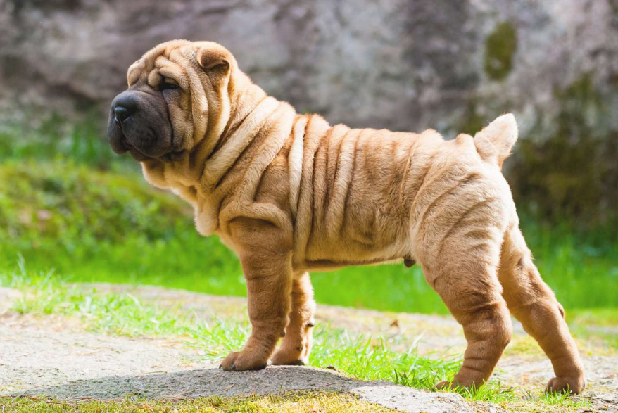 Chinese Shar-Pei Care and Grooming Chinese Shar-Pei Care and Grooming