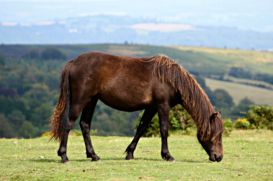 Dartmoor Pony Health and Feeding Dartmoor Pony Health and Feeding