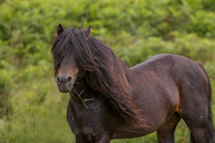 Dartmoor Pony Care and Grooming Dartmoor Pony Care and Grooming