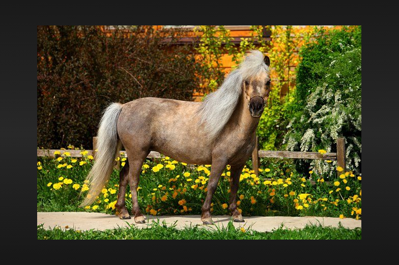 Falabella Horse Care and Grooming Falabella Horse Care and Grooming