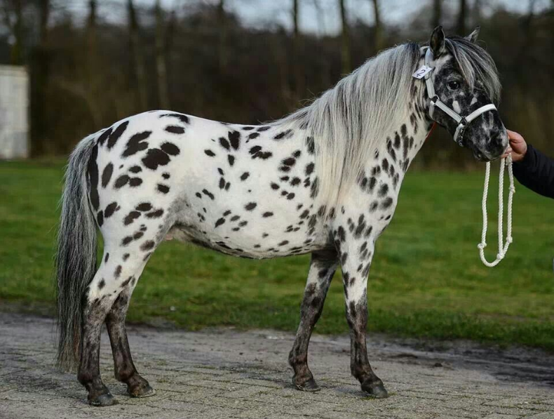 Falabella Horse Health and Feeding Falabella Horse Health and Feeding
