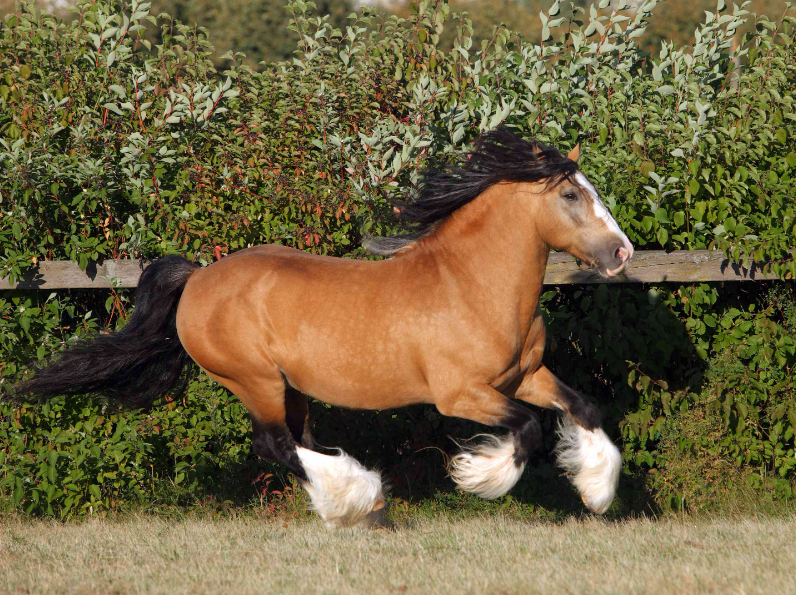 A Comprehensive Guide to the Enchanting Horses of the Travellers A Comprehensive Guide to the Enchanting Horses of the Travellers
