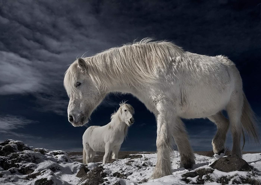 Icelandic Horse Care and Grooming Icelandic Horse Care and Grooming