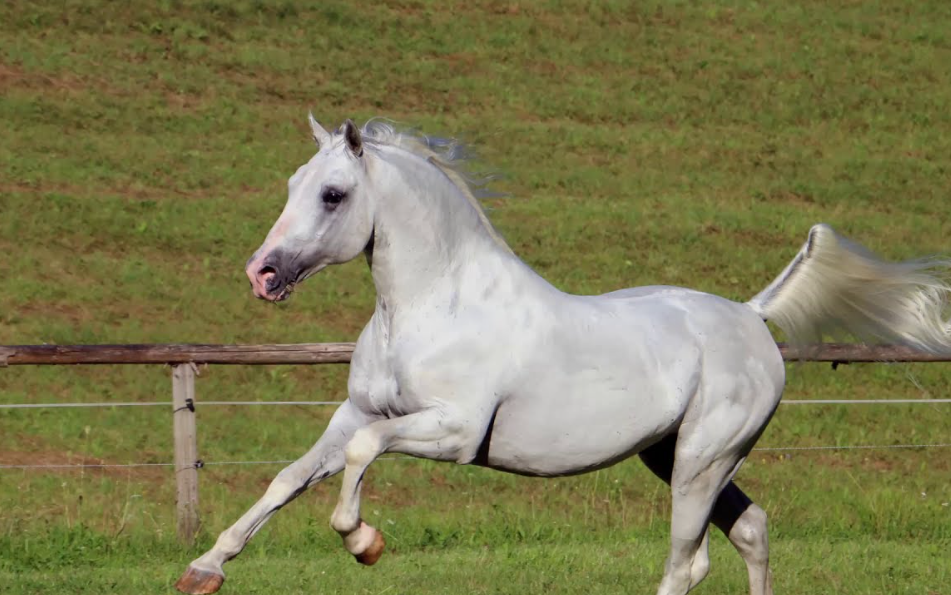 Lipizzan Care and Grooming Lipizzan Care and Grooming