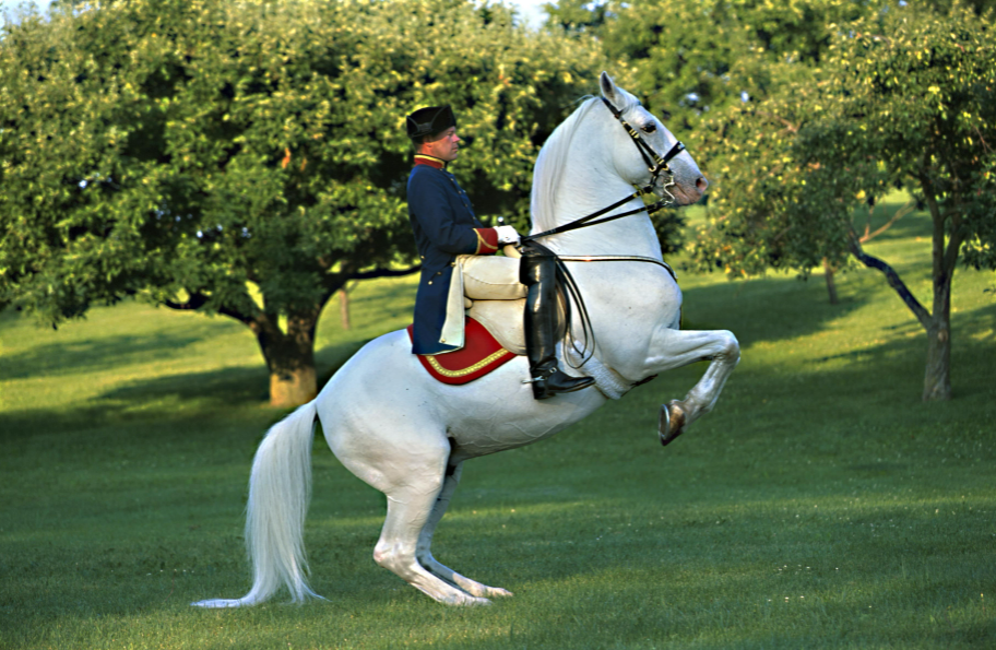 Lipizzan Health and Feeding Lipizzan Health and Feeding