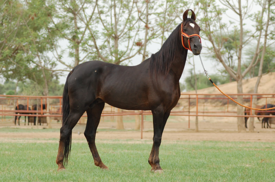 Marwari Horse Health and Feeding Marwari Horse Health and Feeding