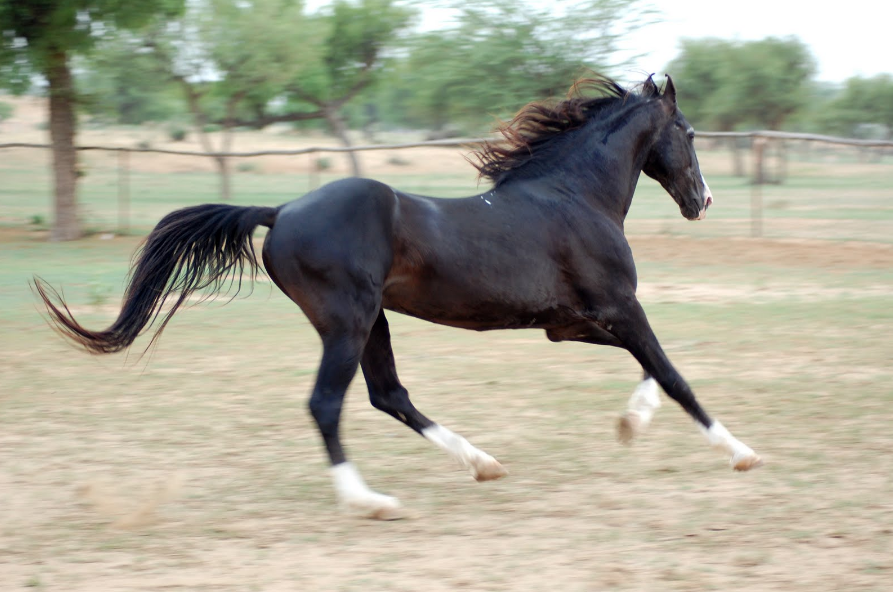 Marwari Horse Care and Grooming Marwari Horse Care and Grooming