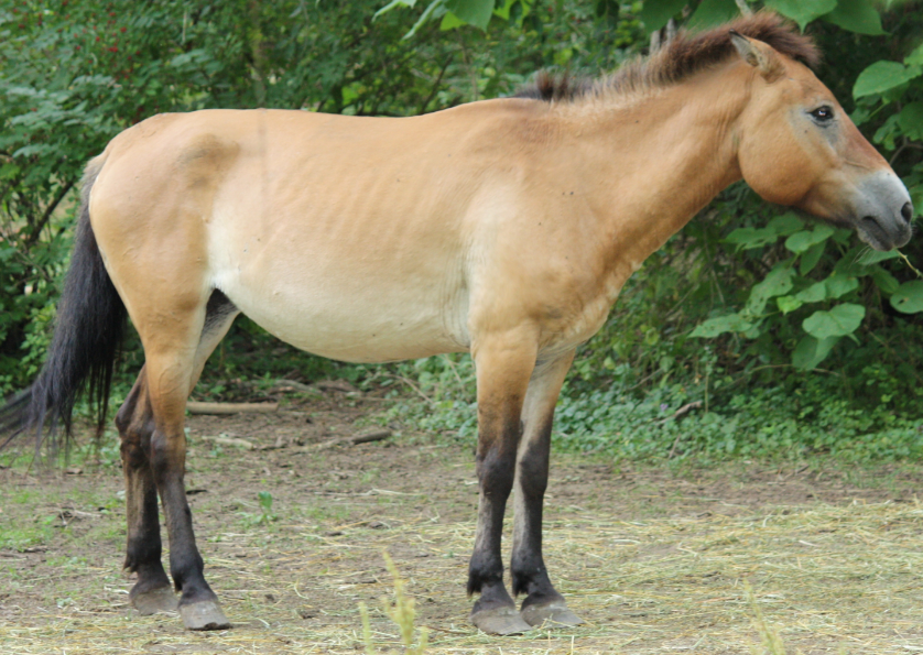 Mongolian Horse Care and Grooming Mongolian Horse Care and Grooming