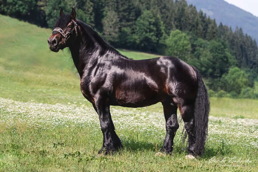 Noriker Care and Grooming Noriker Care and Grooming
