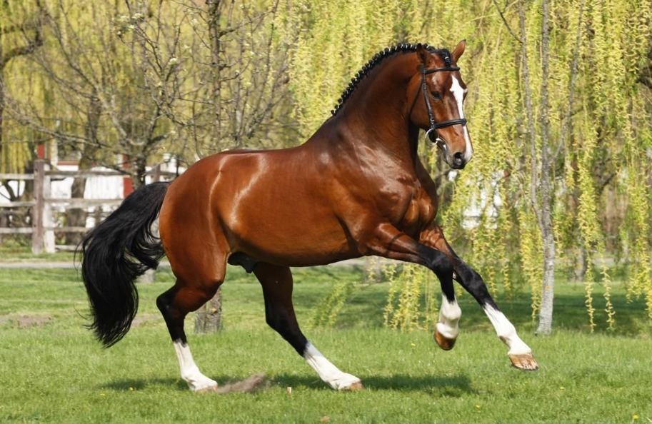 Thoroughbred Breed Thoroughbred Horse