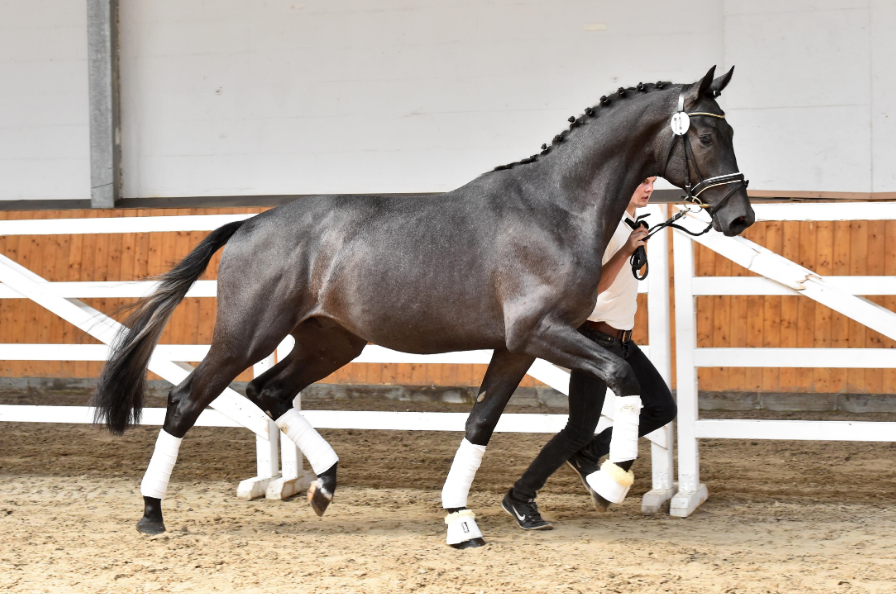 Trakehner Care and Grooming Trakehner Care and Grooming