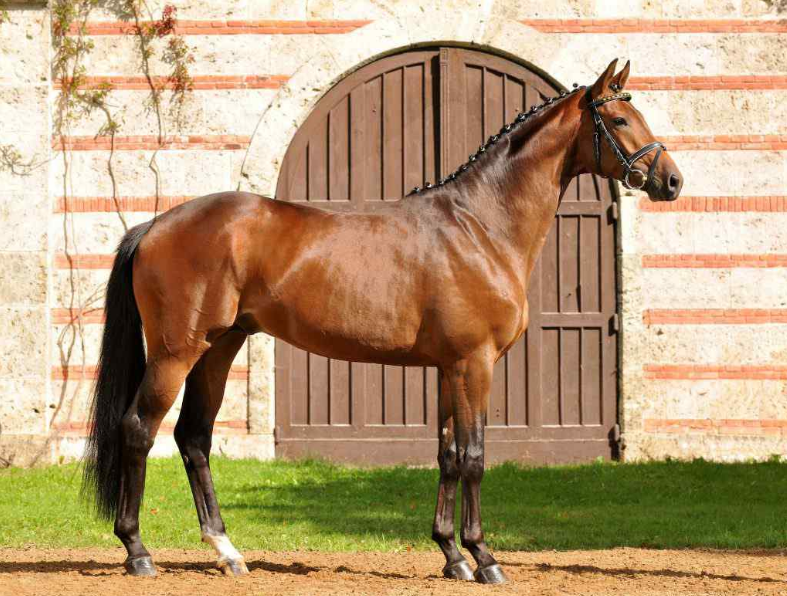 Trakehner Health and Feeding Trakehner Health and Feeding