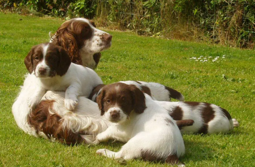 Clumber Spaniel Care and Grooming Clumber Spaniel Care and Grooming