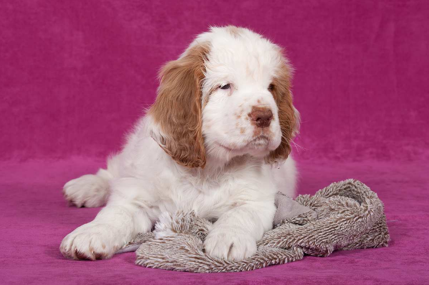 Clumber Spaniel Health and Feeding Clumber Spaniel Health and Feeding