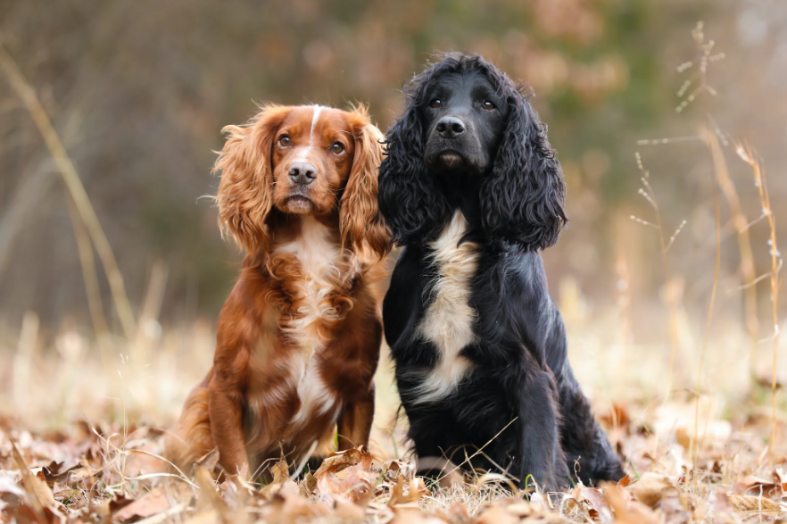 Cocker Spaniel Care and Feeding Cocker Spaniel Care and Feeding