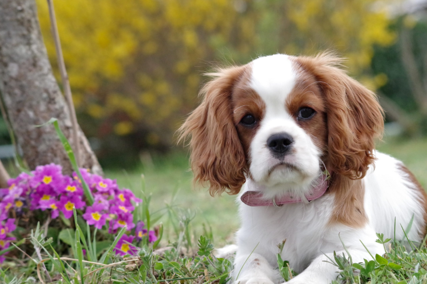 Cocker Spaniel Health and Grooming Cocker Spaniel Health and Grooming