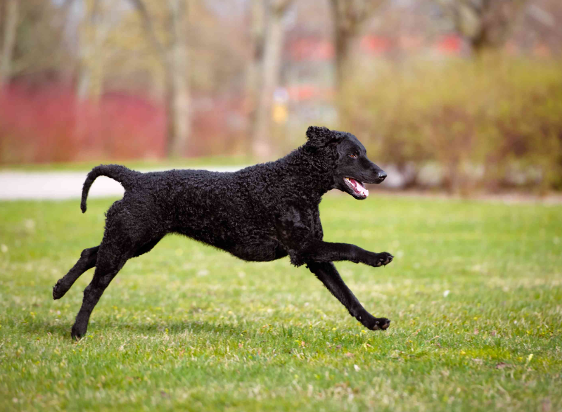 Curly-Coated Retriever Health and Feeding Curly-Coated Retriever Health and Feeding