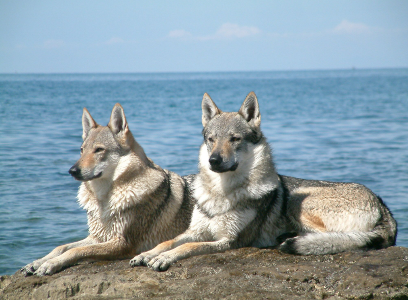 Czechoslovakian Vlcak Health and Feeding Czechoslovakian Vlcak Health and Feeding