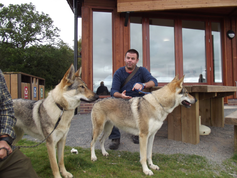 Czechoslovakian Vlcak Care and Grooming Czechoslovakian Vlcak Care and Grooming