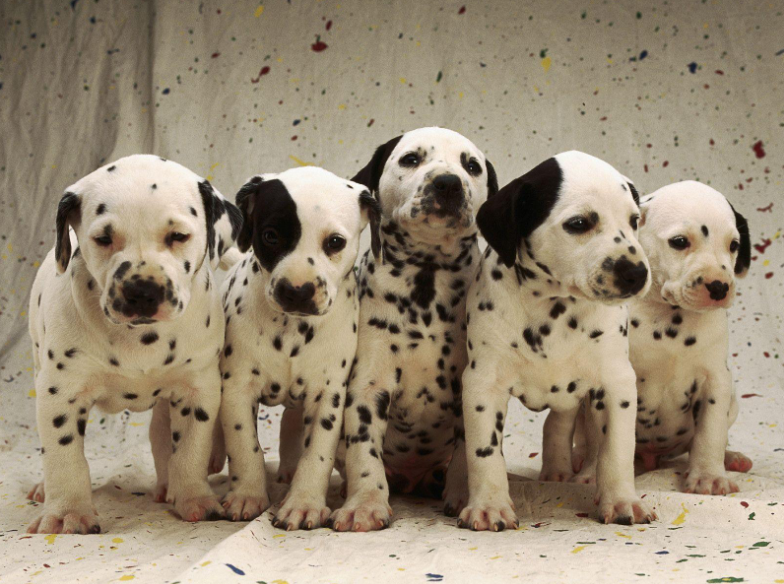 Dalmatian Care and Grooming Dalmatian Care and Grooming