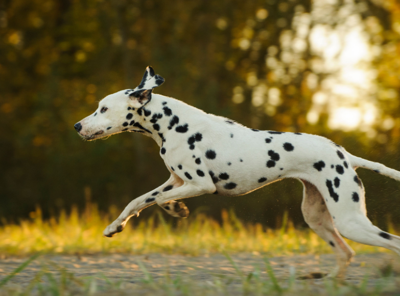Dalmatian Health and Feeding Dalmatian Health and Feeding