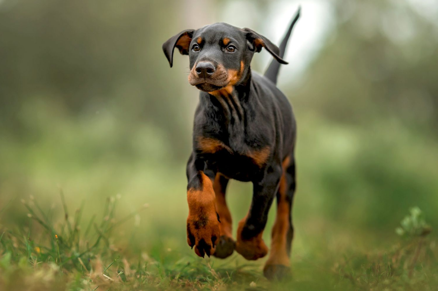 Doberman Pinscher Care and Grooming Doberman Pinscher Care and Grooming