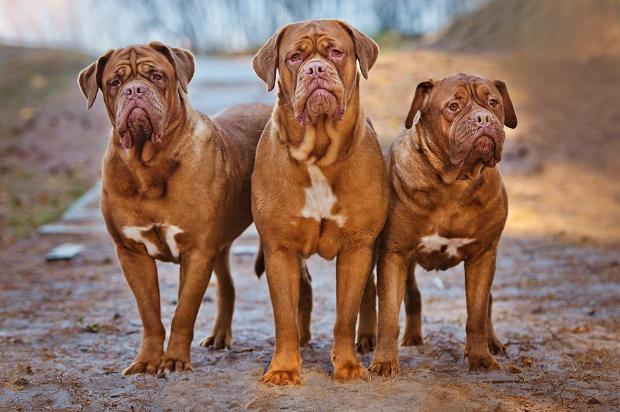 Dogue de Bordeaux Health and Grooming Dogue de Bordeaux Health and Grooming