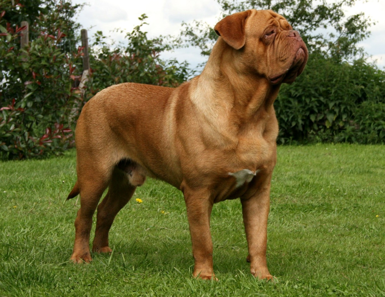 Dogue de Bordeaux Care and Feeding Dogue de Bordeaux Care and Feeding
