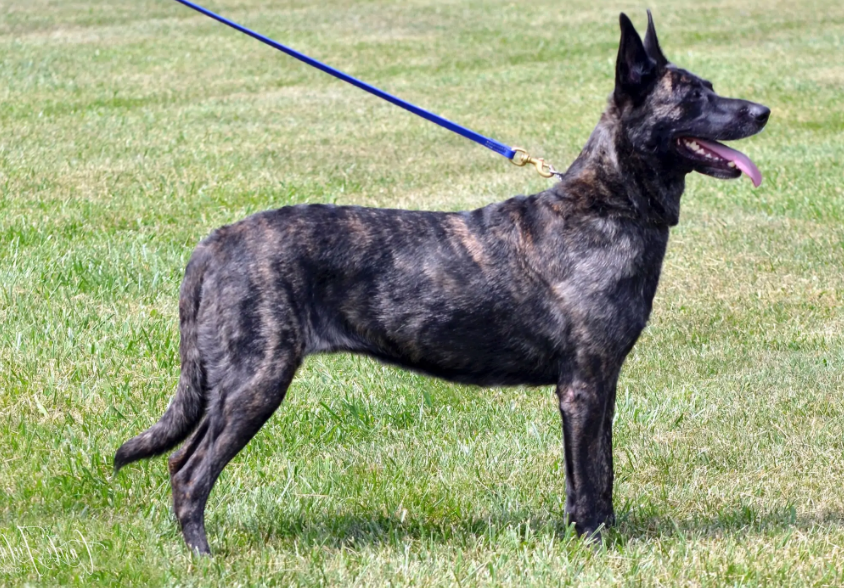 Dutch Shepherd Health and Feeding Dutch Shepherd Health and Feeding