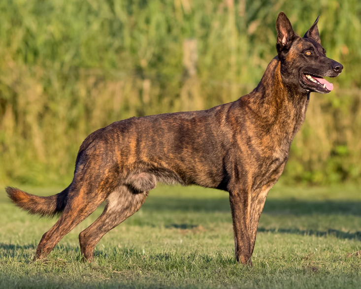 Dutch Shepherd Care and Grooming Dutch Shepherd Care and Grooming