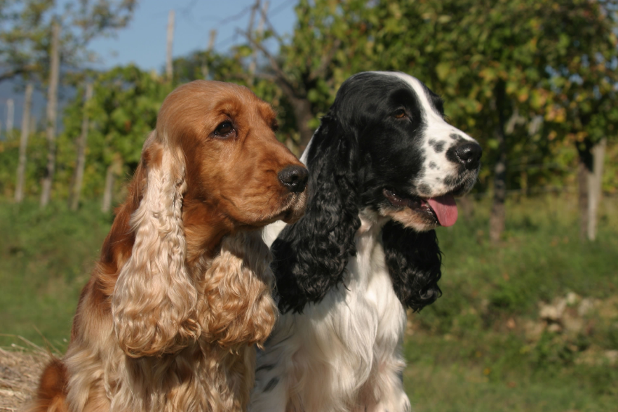 Cocker Spaniel Care Cocker Spaniel Care