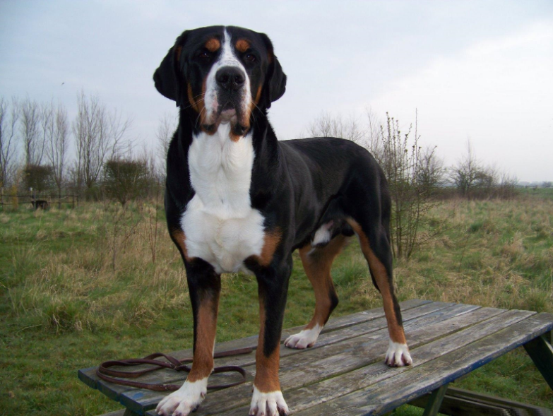 Entlebucher Mountain Dog stand on desk Entlebucher Mountain Dog stand on desk