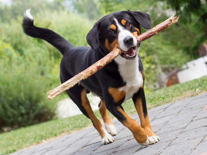 Entlebucher Mountain Dog caught a wooden piece Entlebucher Mountain Dog caught a wooden piece