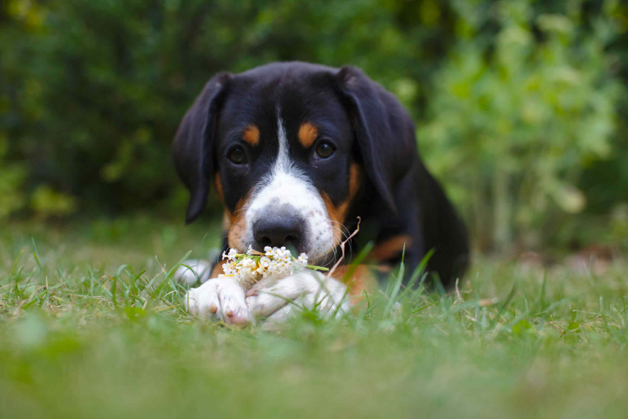 Entlebucher Mountain Dog sit on grass Entlebucher Mountain Dog sit on grass