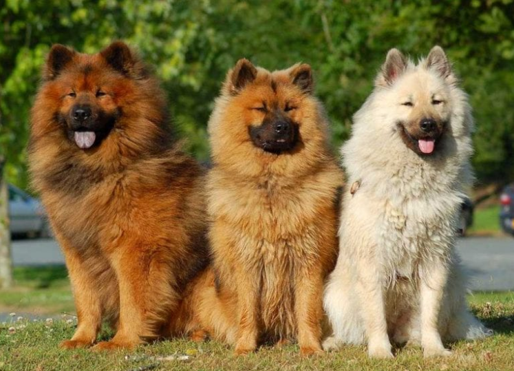 Eurasier Dog puppy Eurasier Dog puppy