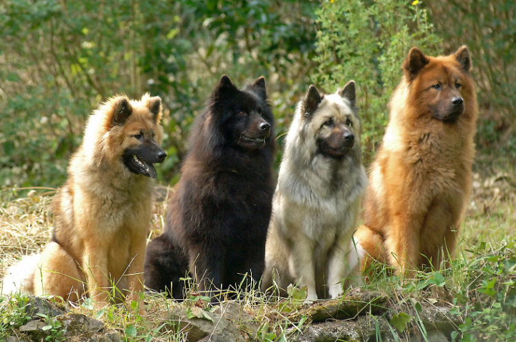 Eurasier Dog Puppies Eurasier Dog Puppies