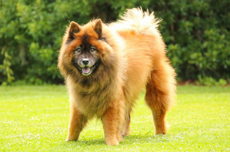 Eurasier Dog in garden Eurasier Dog in garden