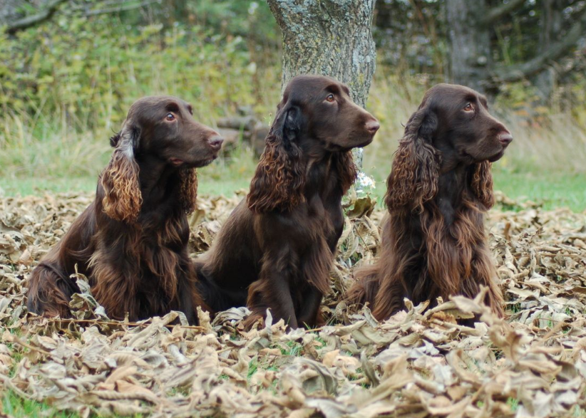 Field Spaniel Temperament and Living Needs Field Spaniel Temperament and Living Needs